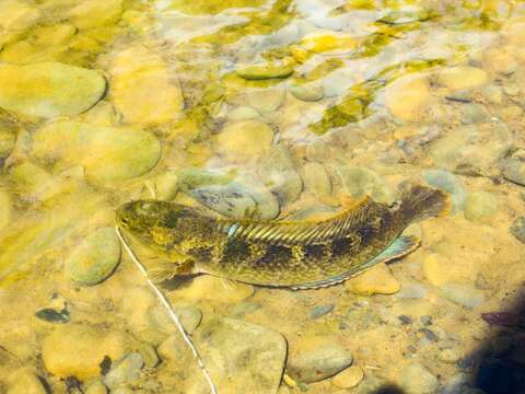 Image of Assamese snakehead