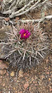 Image of Cactus