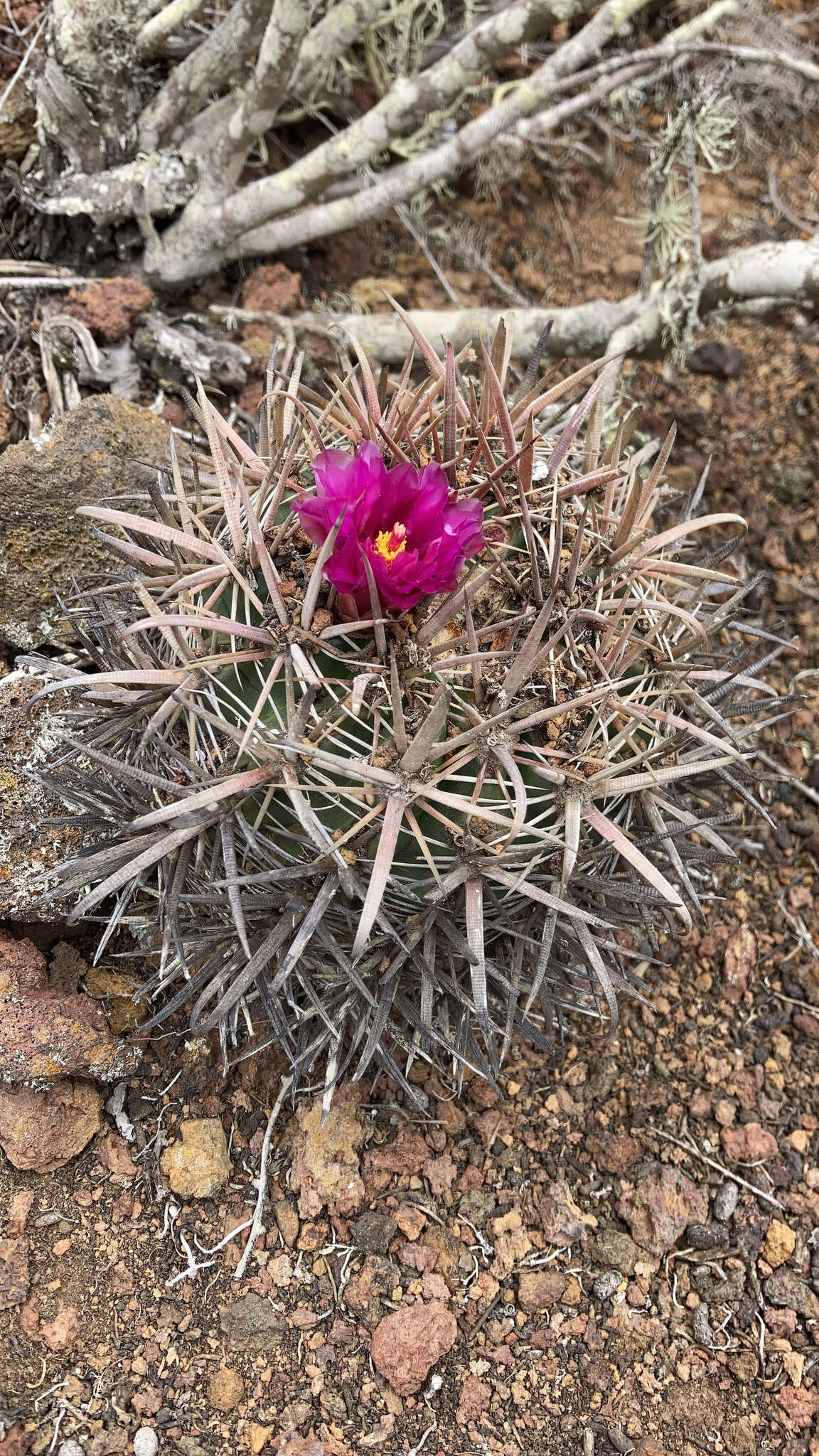 Image of Cactus