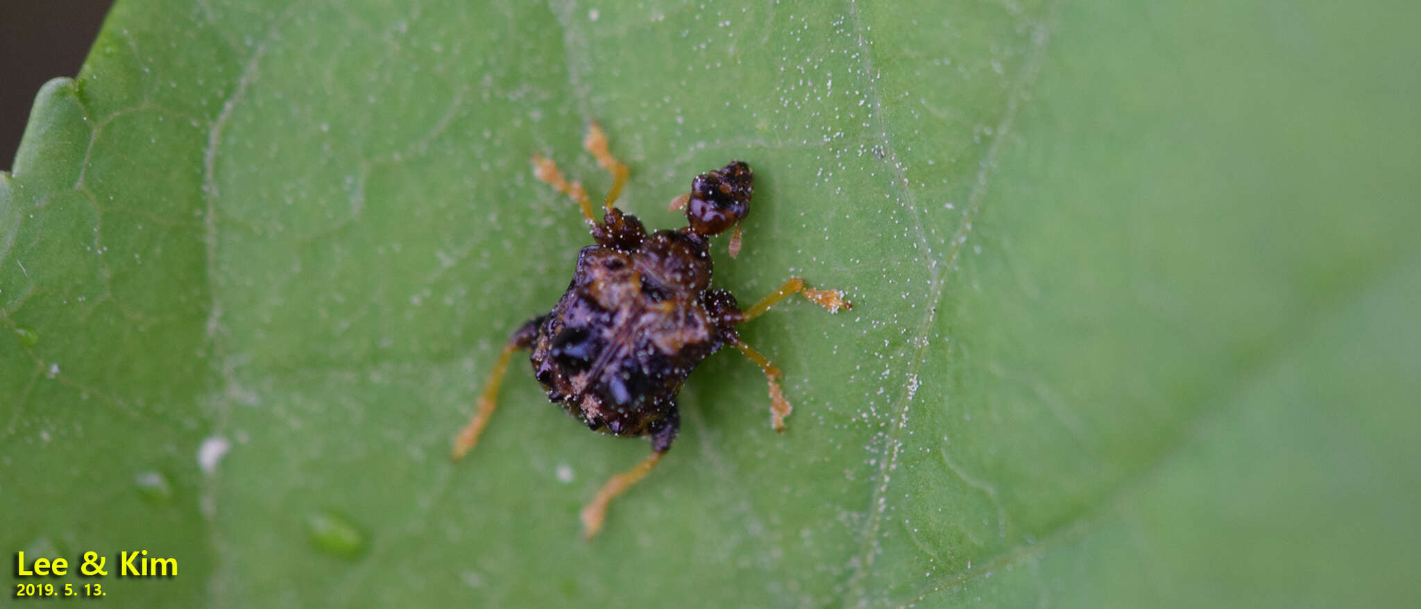 Image of Paroplapoderus angulipennis Voss 1926