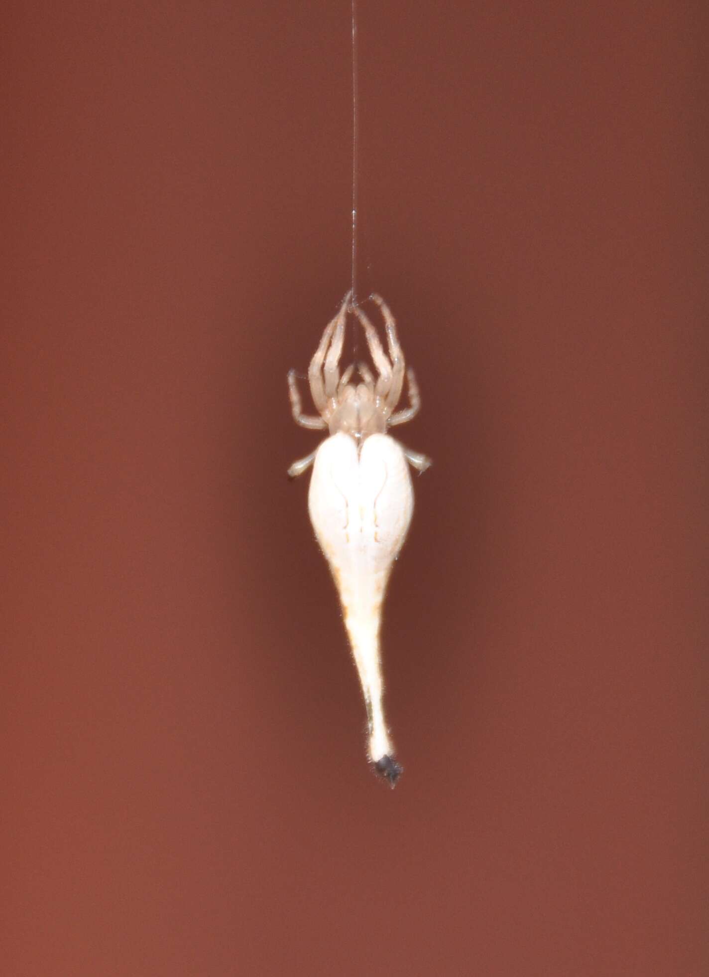 Image of Scorpion Tailed Spider