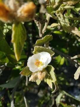 Imagem de Malacothamnus palmeri (S. Wats.) Greene