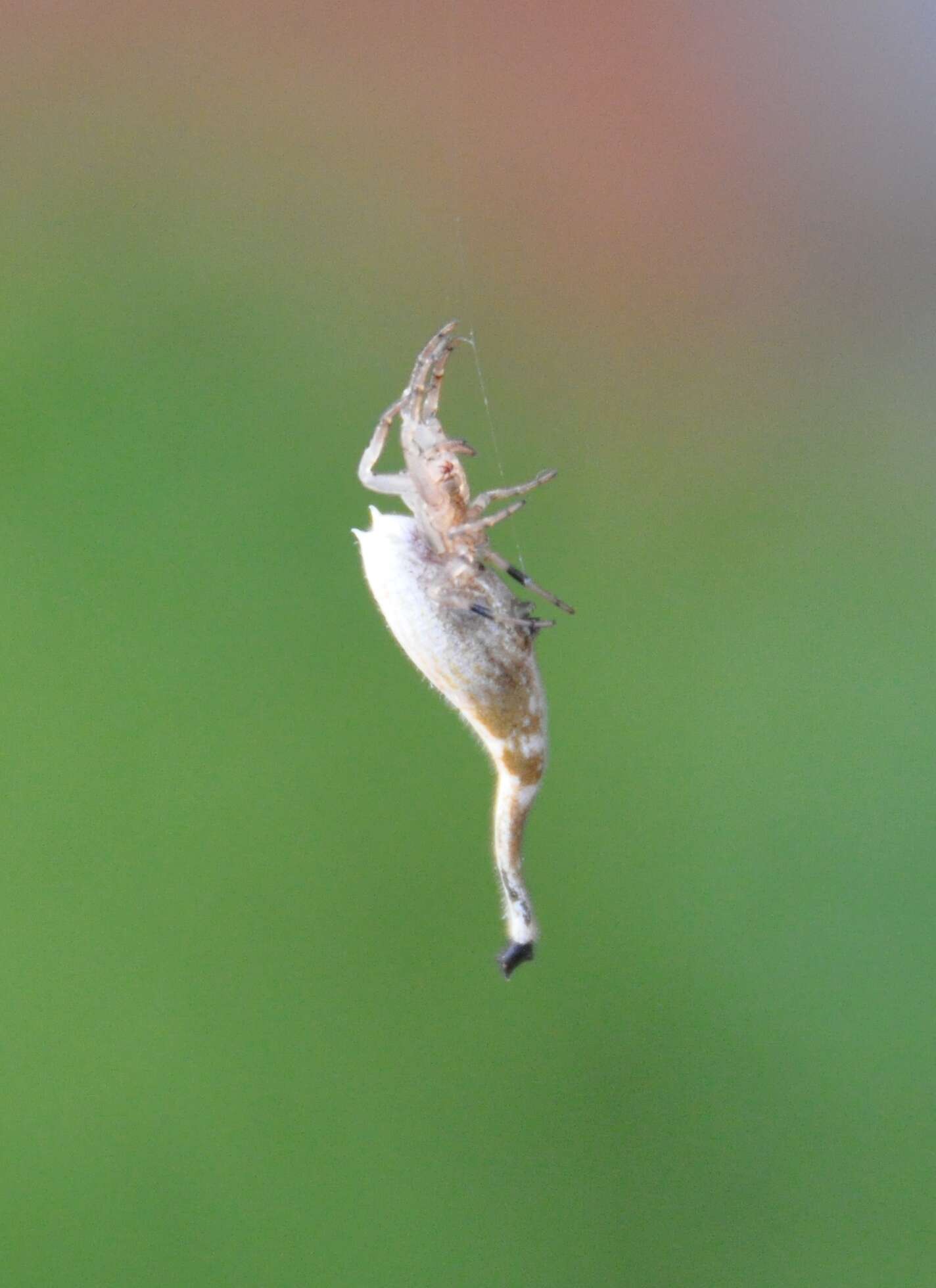 Image of Scorpion Tailed Spider