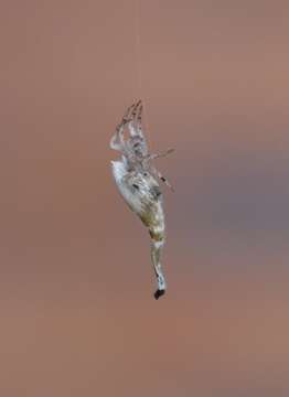 Image of Scorpion Tailed Spider