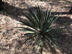 Agave palmeri Engelm. resmi