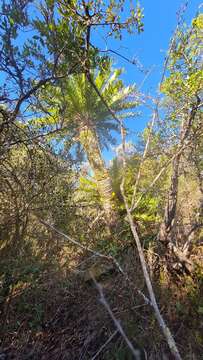 Image of Bushman's River Cycad