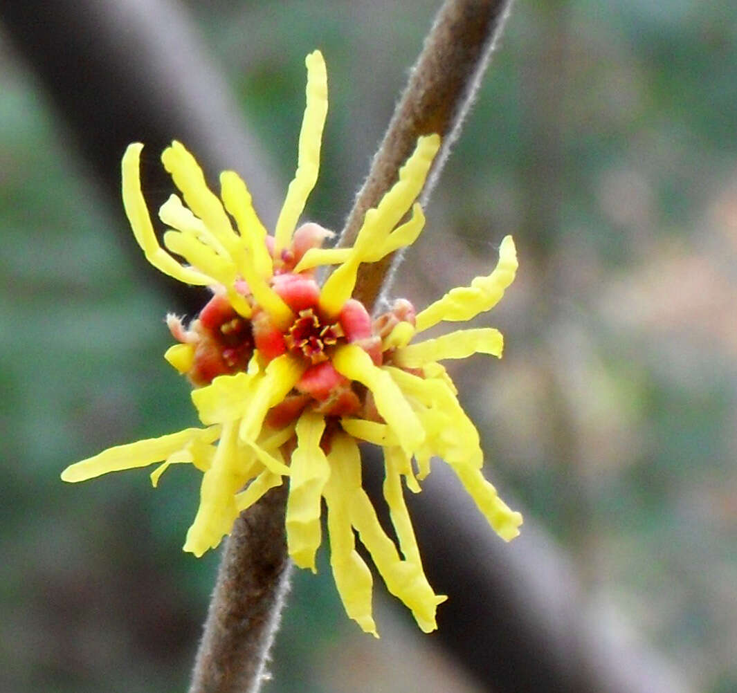 Imagem de Hamamelis mollis Oliv.