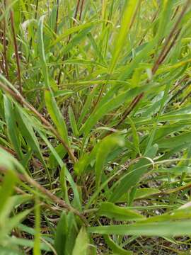 Image de Solidago nemoralis Ait.