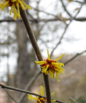 Imagem de Hamamelis mollis Oliv.