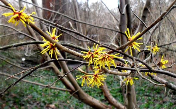 Hamamelis mollis Oliv. resmi