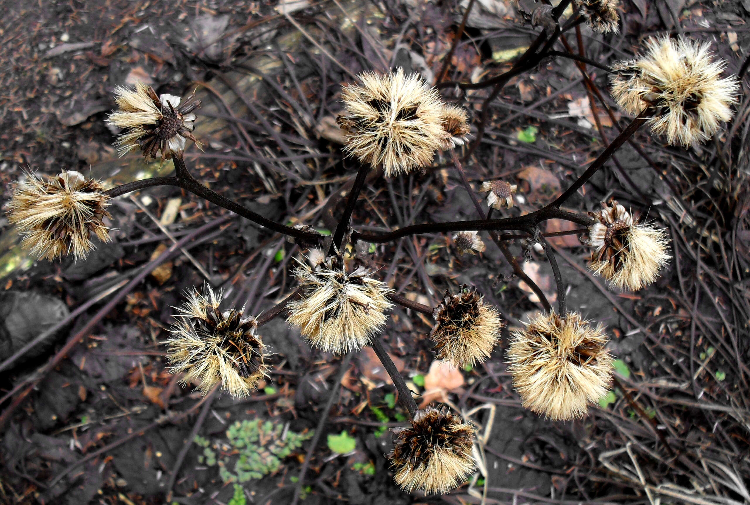 Image of summer ragwort