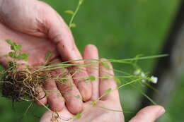 Image of Arabidopsis halleri (L.) O'Kane & Al-Shehbaz