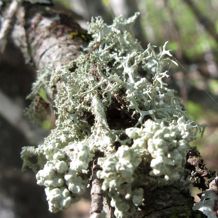 Image of Tremella everniae Diederich 1996