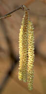 Image of Cobnut