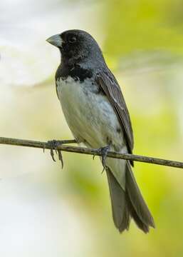 Image of Dubois's Seedeater