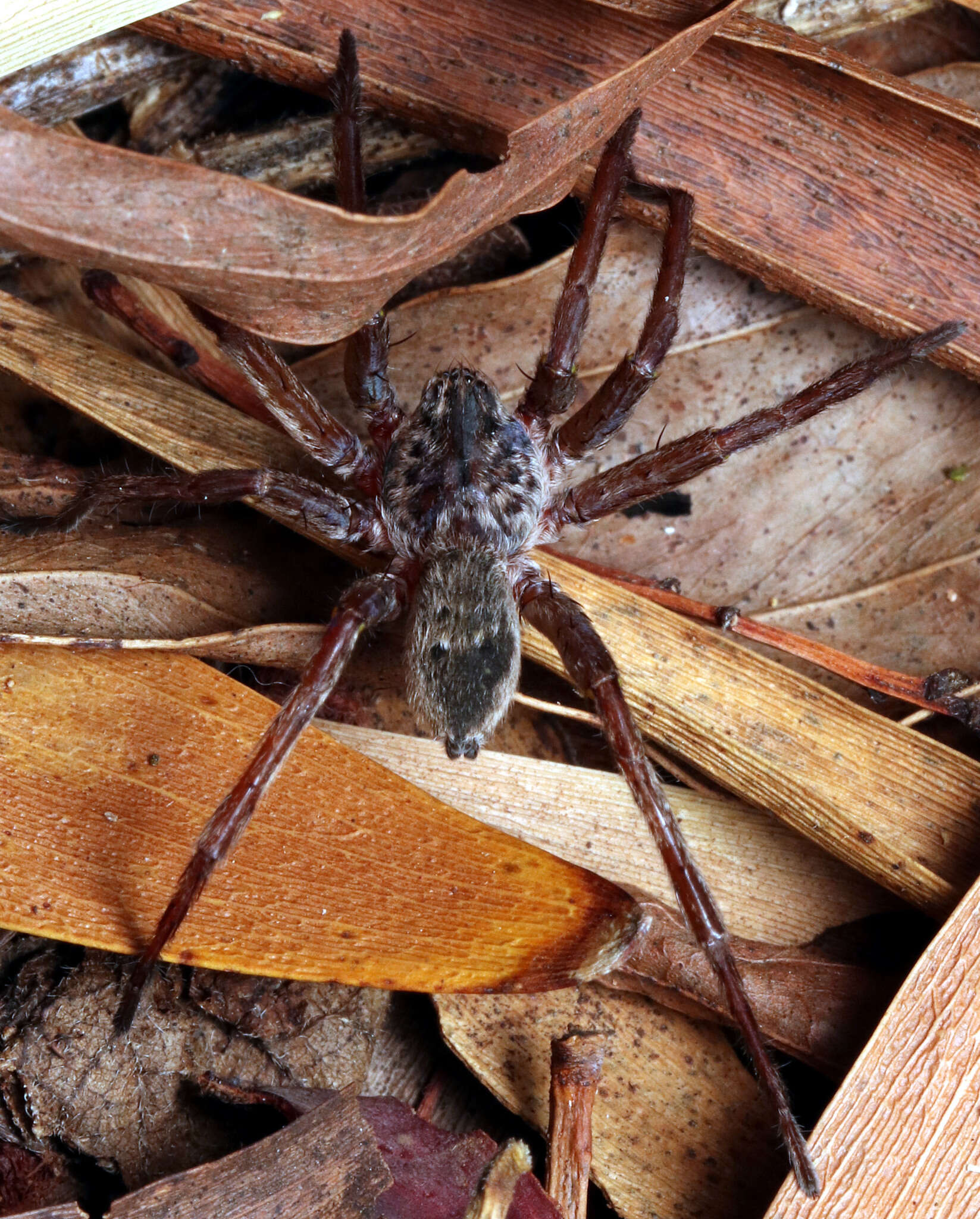 Image of Mituliodon tarantulinus (L. Koch 1873)