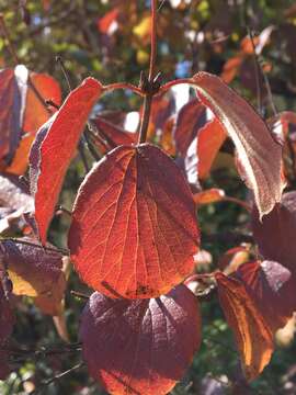 Imagem de Viburnum ellipticum Hook.