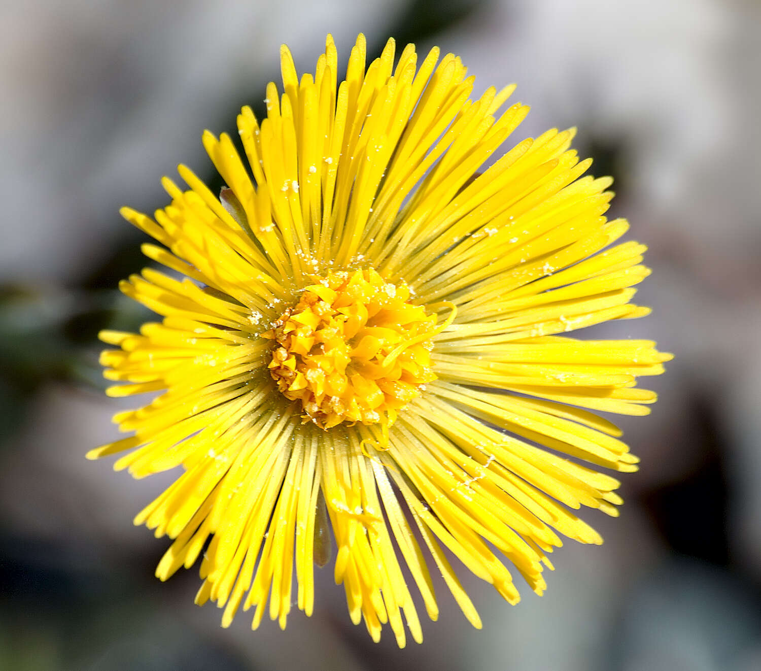 Image of coltsfoot