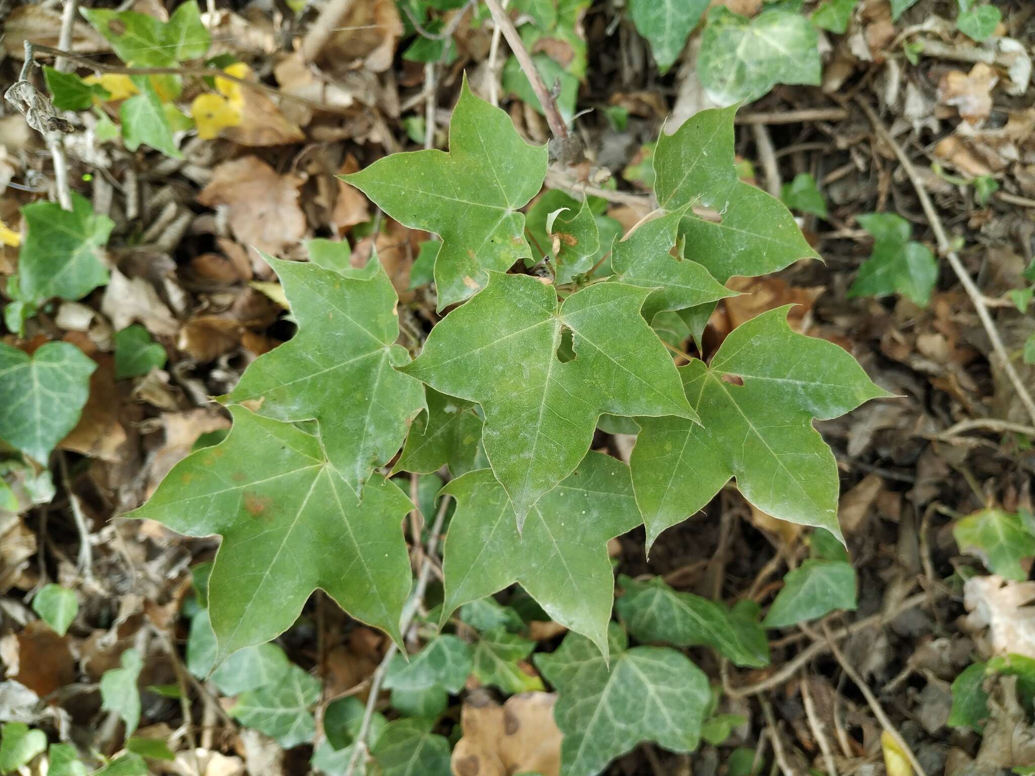 Plancia ëd Acer cappadocicum subsp. cappadocicum