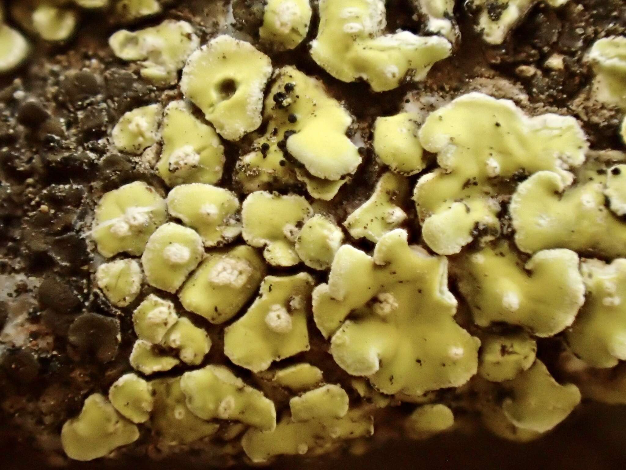 Image of Gold cobblestone lichen