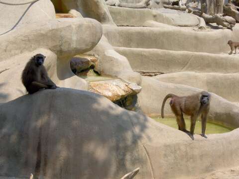 Image of Guinea Baboon