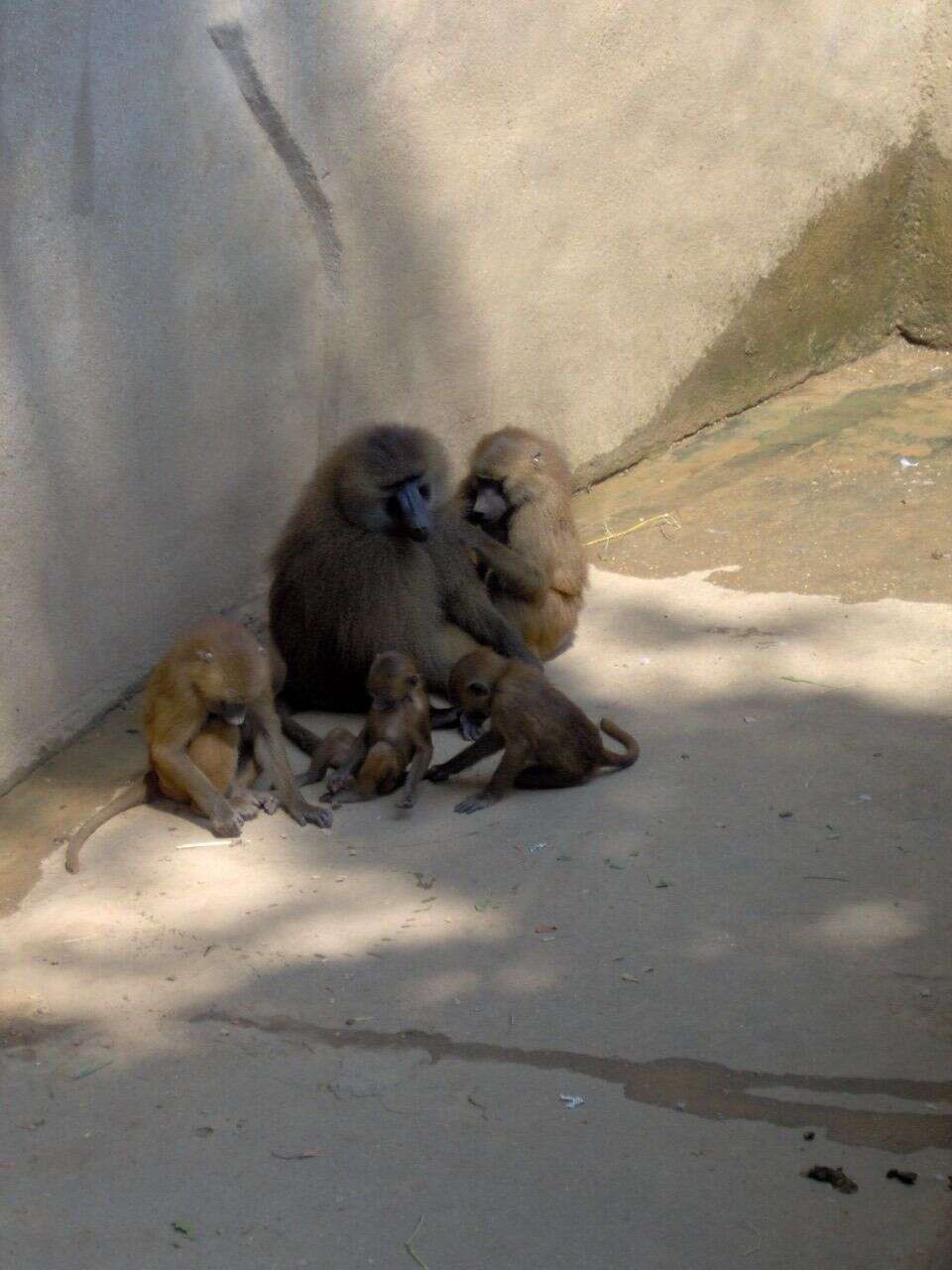 Image of Guinea Baboon