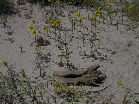 Image de Helianthus deserticola Heiser