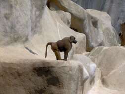 Image of Guinea Baboon