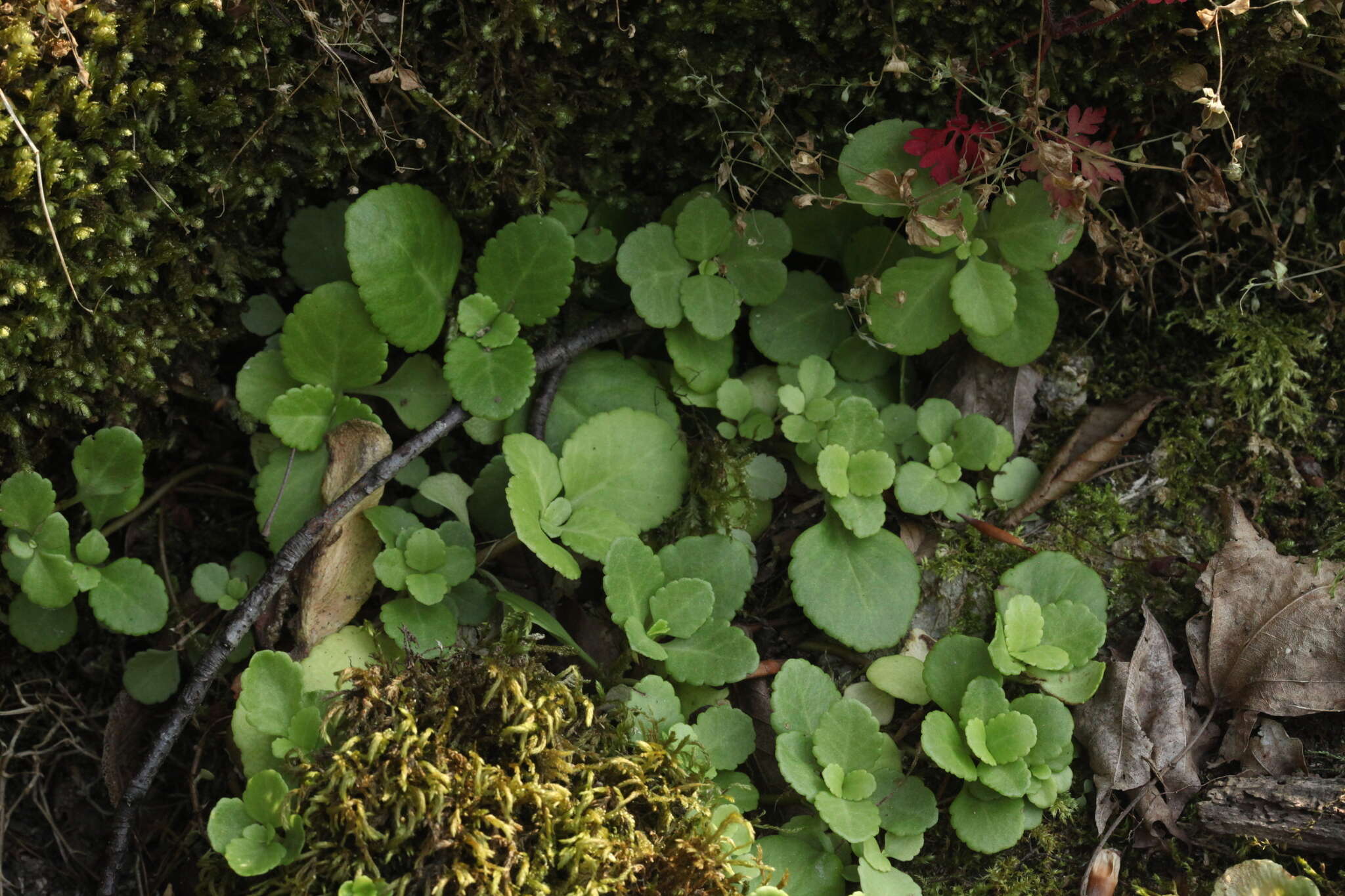 Image of Umbilicus oppositifolius (Ledeb.) Ledeb.