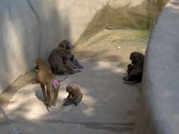 Image of Guinea Baboon