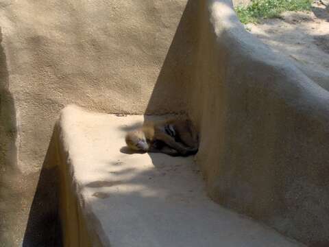 Image of Guinea Baboon