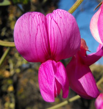 Image of Pacific pea