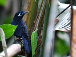 Image of Zeledon's Antbird