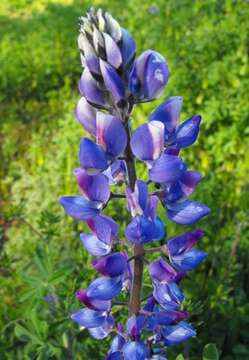 Image of hollowleaf annual lupine