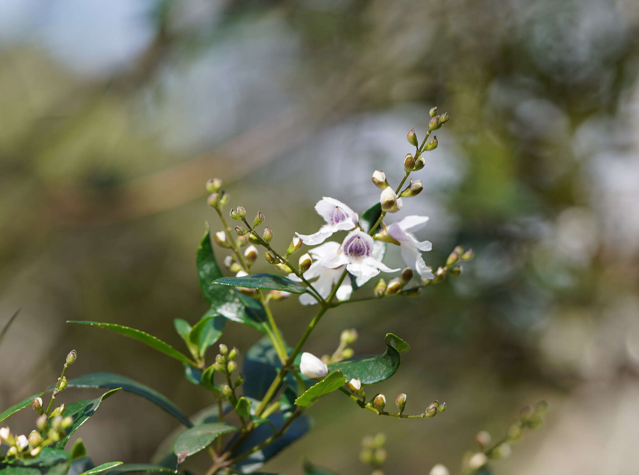 Image of Prostanthera lasianthos Labill.