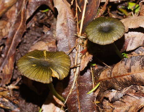 Image of Entoloma viridomarginatum (Cleland) E. Horak 1980