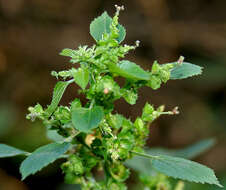 Image of Indian acalypha