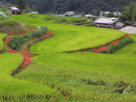 Image of red spider lily