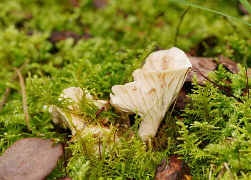 Image of Hygrocybe austropratensis A. M. Young 1999