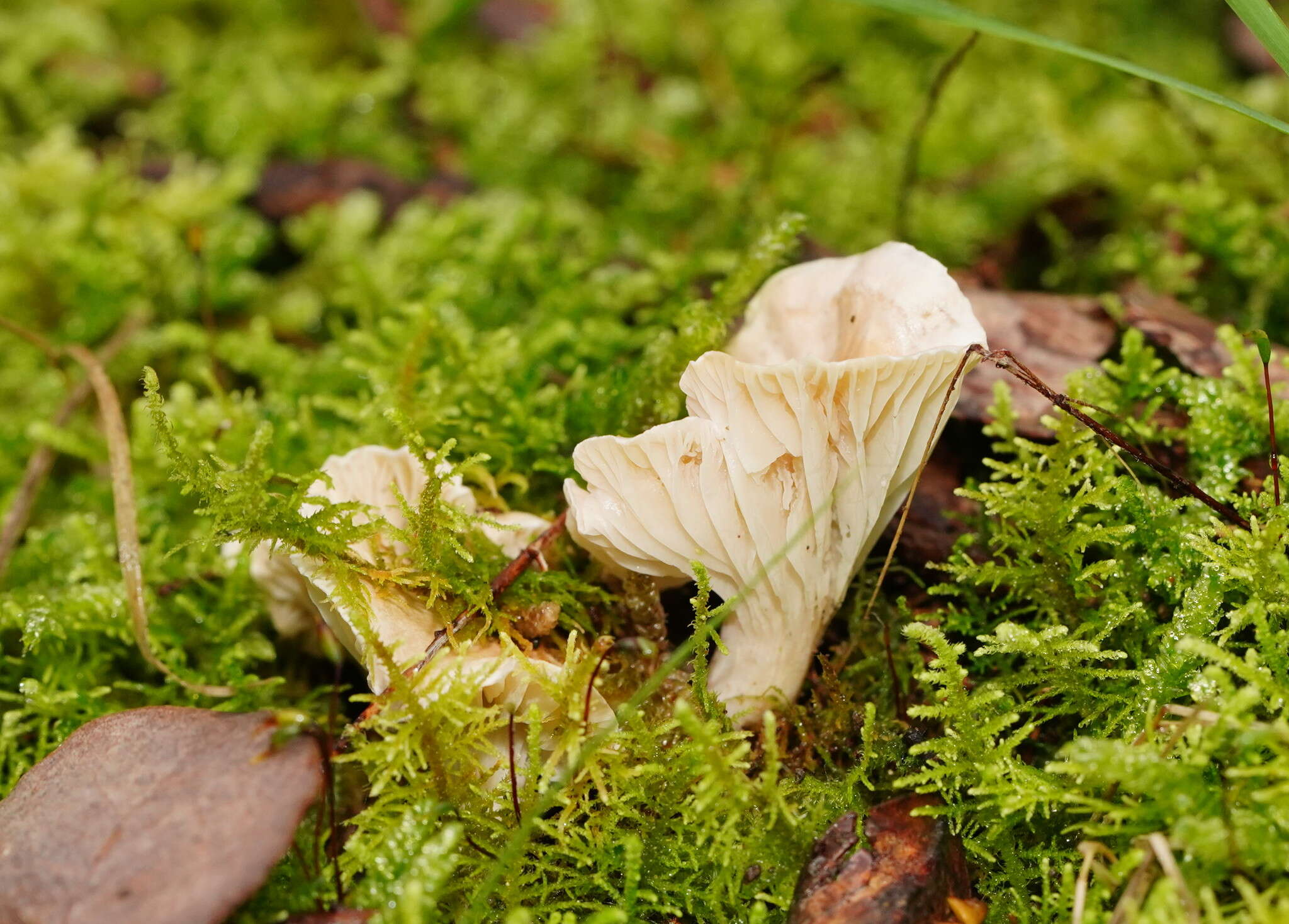 Слика од Hygrocybe austropratensis A. M. Young 1999