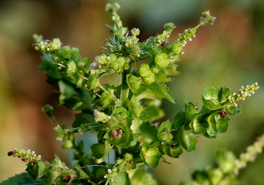 Image of Indian acalypha