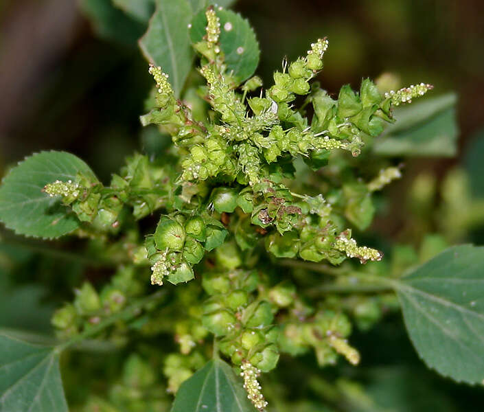 Image of Indian acalypha