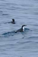 Image of Scripps's Murrelet