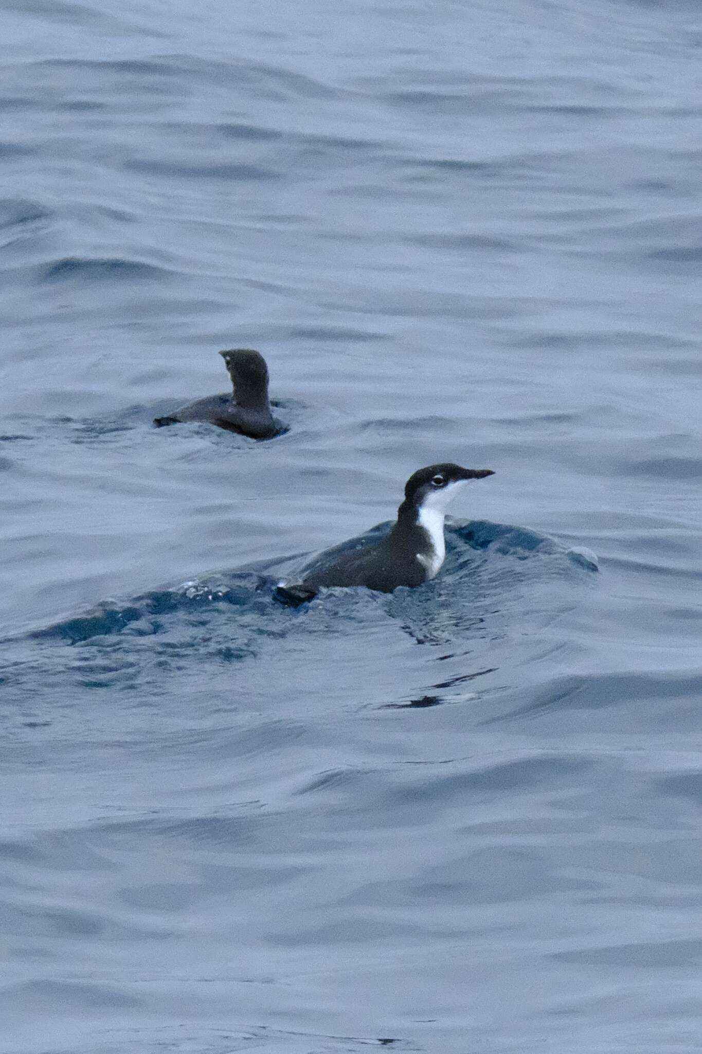 Image of Scripps's Murrelet