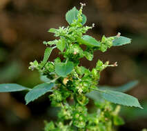 Image of Indian acalypha