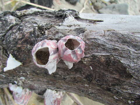 Image of titan acorn barnacle