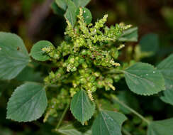 Image of Indian acalypha