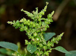 Image of Indian acalypha