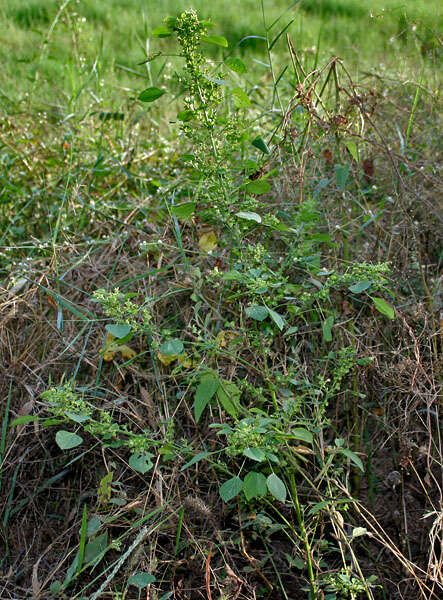 Image of Indian acalypha