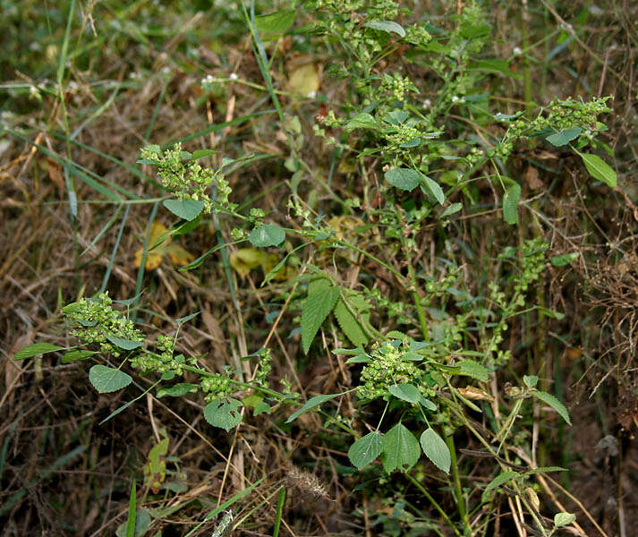 Image of Indian acalypha